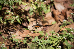 Acraea peneleos