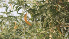 Chloropsis aurifrons