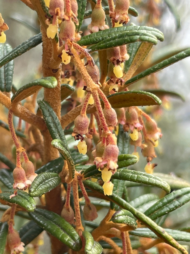 Miconia salicifolia