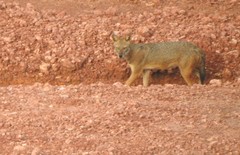 Canis aureus indicus