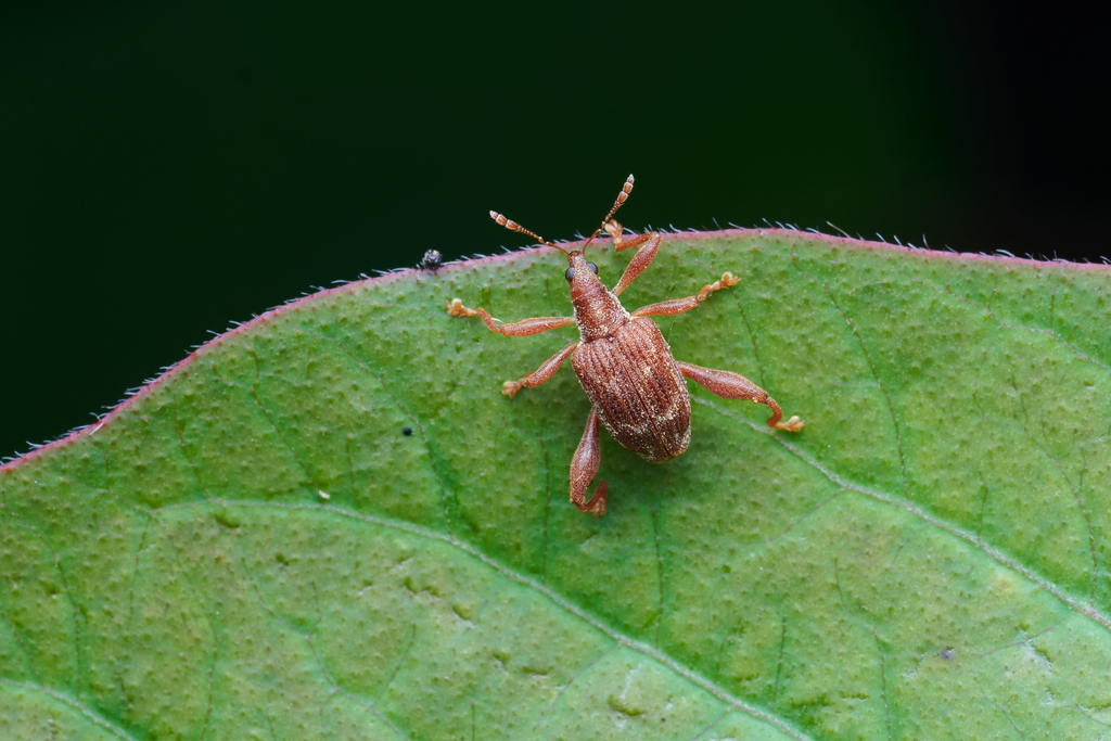 Jolaha Insect Ixalma from 中国浙江省杭州市淳安县 on June 5, 2025 at 10:37 PM by Li Jianbo ...