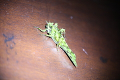 Trachyzulpha fruhstorferi