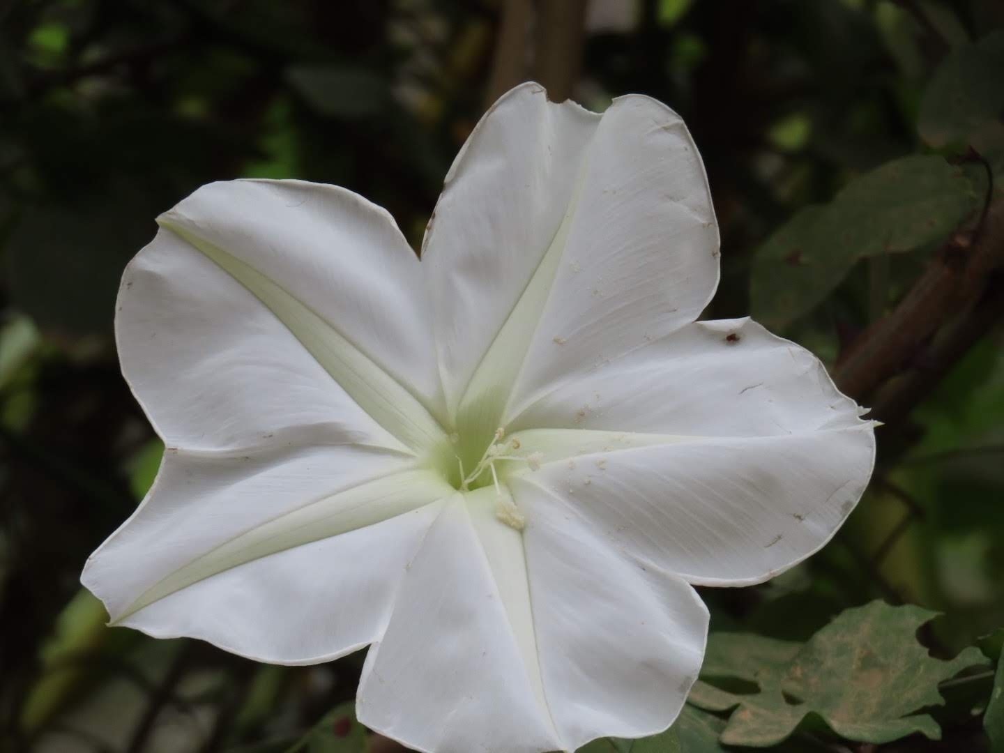 Ipomoea alba