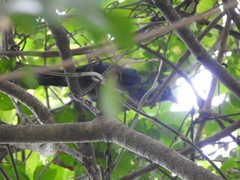 Phaenicophaeus viridirostris