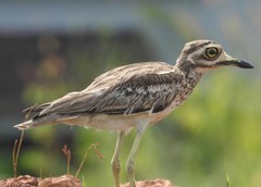 Burhinus indicus