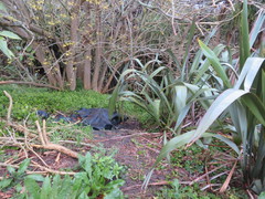 Haloragis erecta erecta