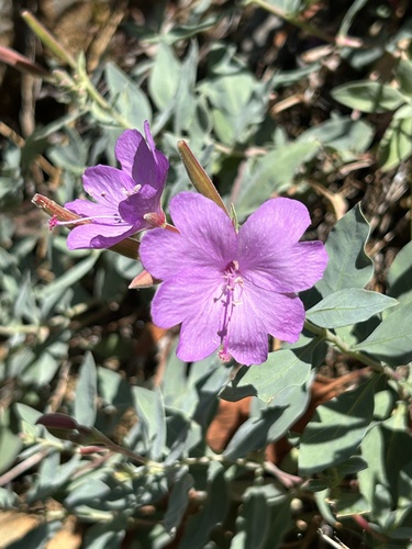 siskiyou mountains willowherb (Epilobium rigidum)