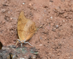 Charaxes