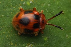 Stenotarsus pardalis