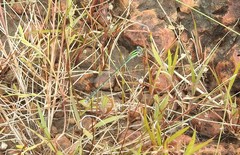 Pseudagrion malabaricum