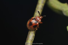 Stenotarsus pardalis