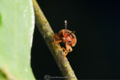 Stenotarsus pardalis