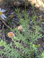 Felicia muricata muricata