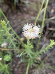 Felicia muricata muricata