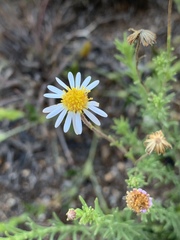 Felicia muricata muricata