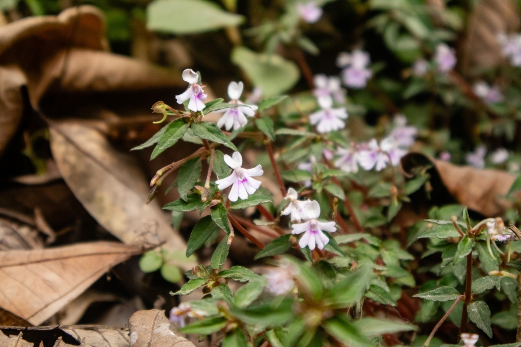 Impatiens punaensis (Impatiens punaensis)