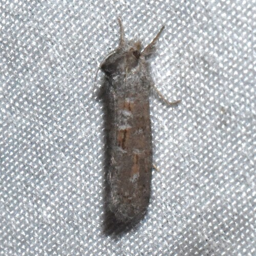 Forbes' Grass Tubeworm Moth photo 4