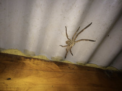 Barylestis