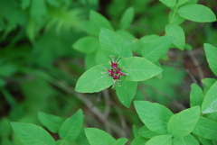 Lonicera chamissoi