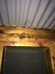 Barylestis
