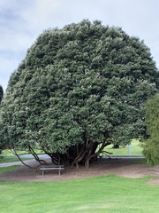 Metrosideros excelsa