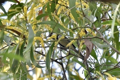 Parus cinereus