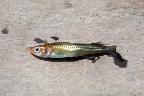 Sarasin-rijstvis (Oryzias sarasinorum) — Adrianichthyidae — 2