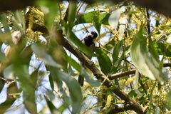 Parus cinereus