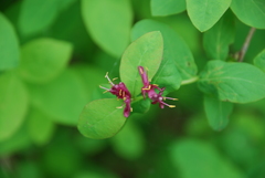 Lonicera chamissoi