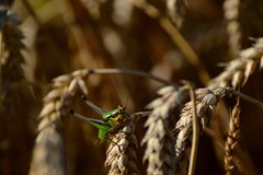 Eupholidoptera chabrieri