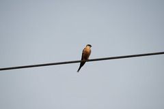 Cecropis senegalensis