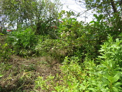 Haloragis erecta erecta