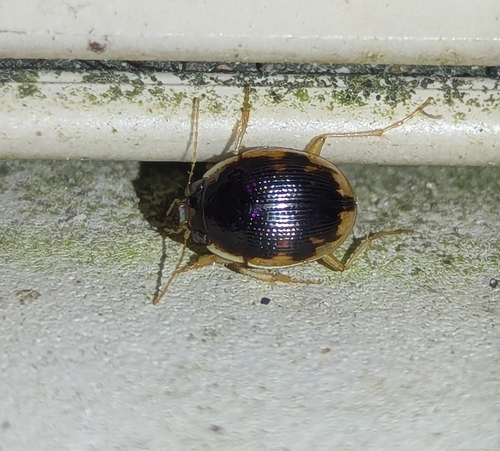 Large-lipped Round Sand Beetle photo 3