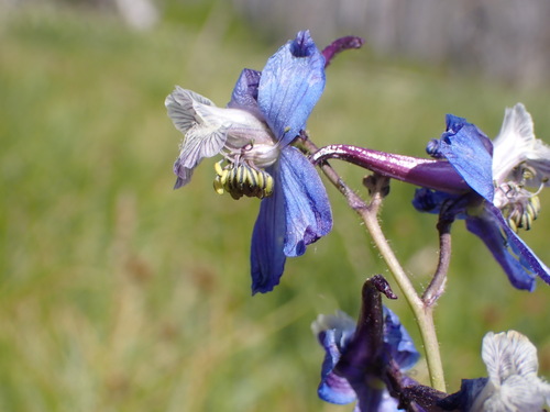 Thinpetal larkspur (Delphinium lineapetalum)