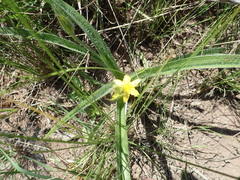 Hypoxis rigidula