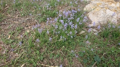Muscari parviflorum