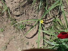 Hypoxis rigidula