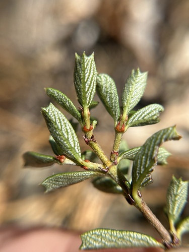 Ceanothus pumilus, photograph 5