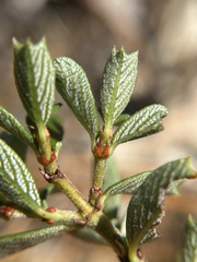 Ceanothus pumilus, photograph author not stated, no rights reserved