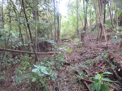 Coprosma macrocarpa minor