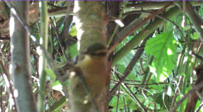Ochre-breasted Foliage-gleaner (Anabacerthia lichtensteini)