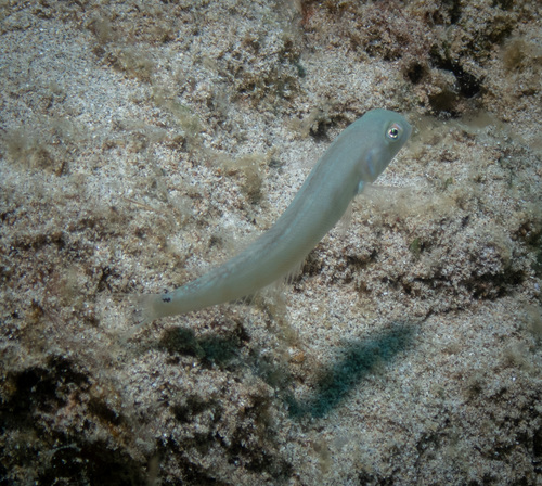 Cymolutes lecluse observed 2025-07-28