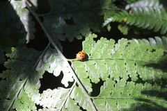Coccinellidae