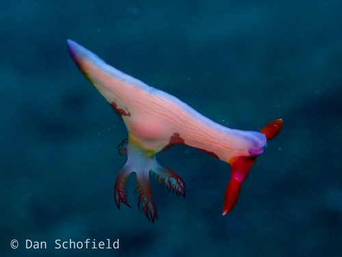 Chamberlain's Nembrotha