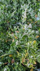 Rhagodia candolleana
