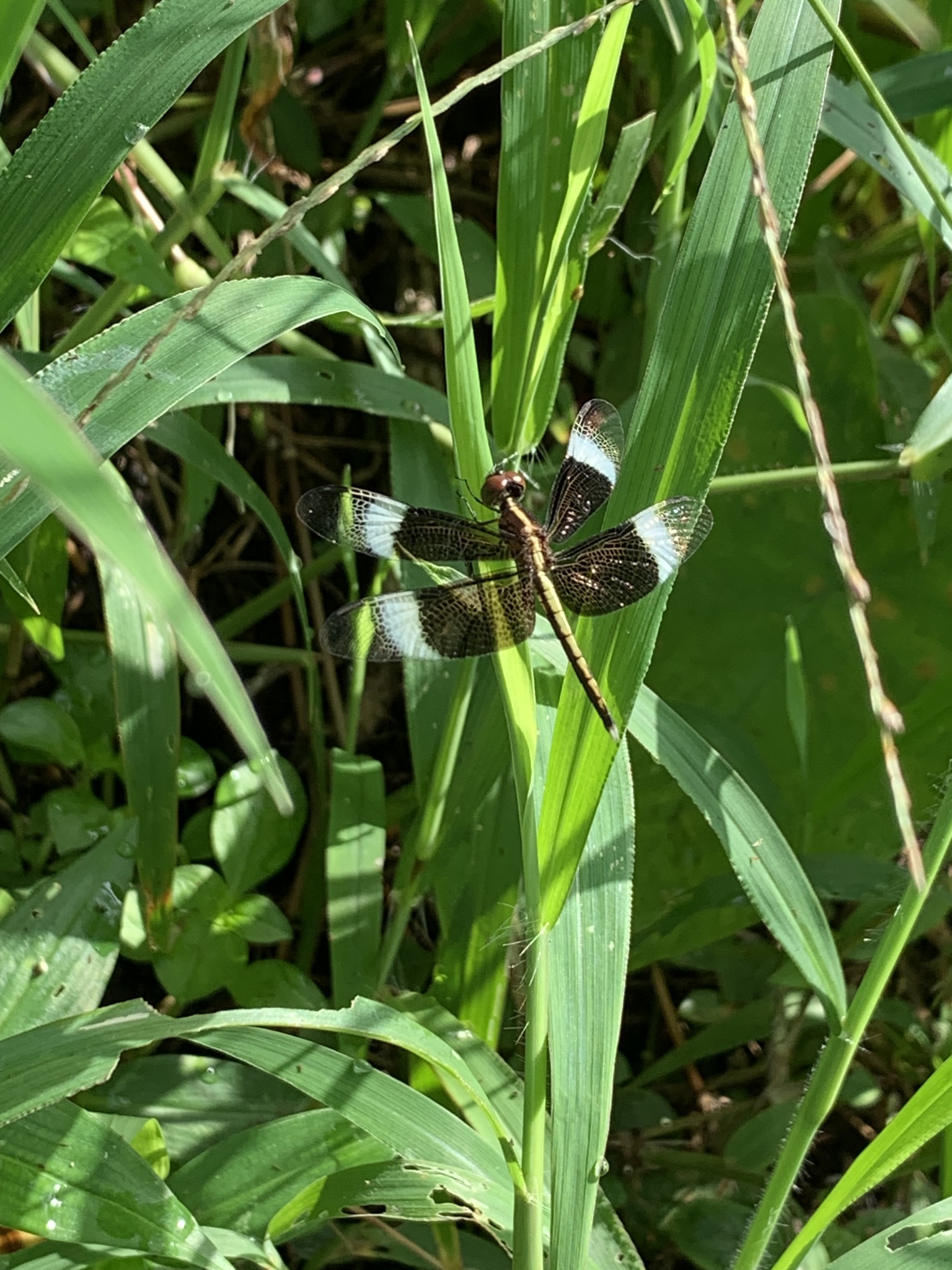 Pied Paddy Skimmer