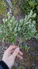 Rhagodia candolleana