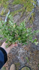 Rhagodia candolleana