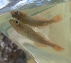 Hypseleotris galii