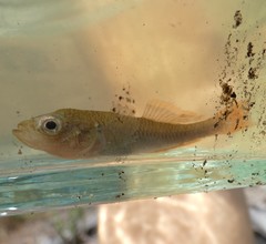 Hypseleotris galii